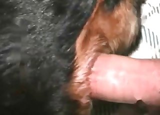 Sweet zoophile slut takes a huge animal boner