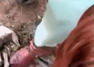 Doggy's dick sucked good by a zoophile whore