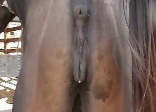 Fucking animal tube