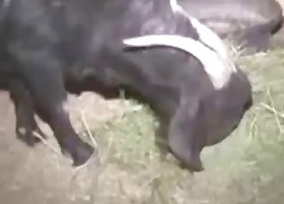 Farm animal is being fucked passionately by a zoophile