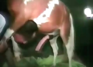 First-timer bestiality fun in this amazingly hot video