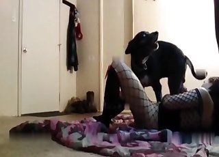 Amateur vid where a Labrador gets utterly fucked