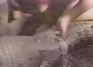 Kinky zoophiles are fucking with a crocodile