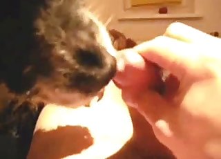 Blow-job sex for a zoophile by a really cute doggo