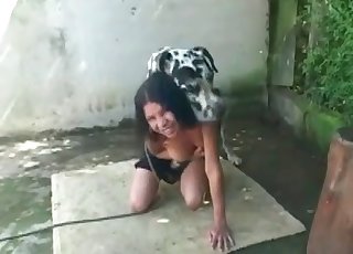 Dalmatian in awesome amateur bestiality