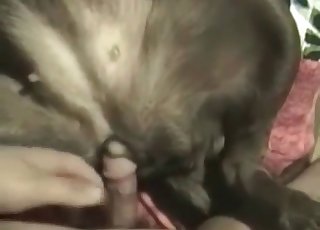 Male zoophile is fingering his doggy's tight brown-eye