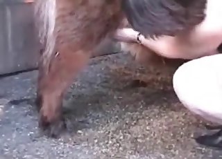 Sexy small horse and perverted zoophile slut