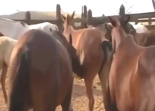 Zoo porn shows two horses fucking real hard