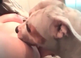 Breasty brunette would never let this dog stop