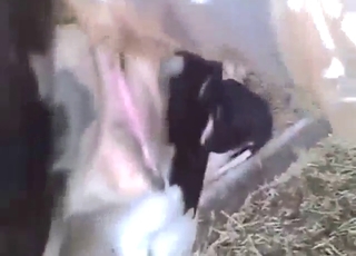 Hot zoophile porn with a guy who fucks a cow