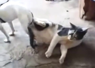Cat and dog porn movie with taboo foreplay