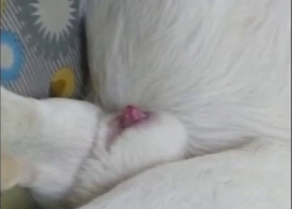 Porn Picture