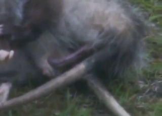 Outdoor possum porn with impossibly hot sex