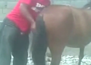 Mare is getting fucked from behind, too hard