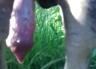 Dog penis showcase scene with a slutty beast