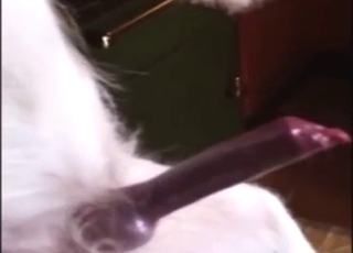 Zoo XXX with a dog that gets harder and harder