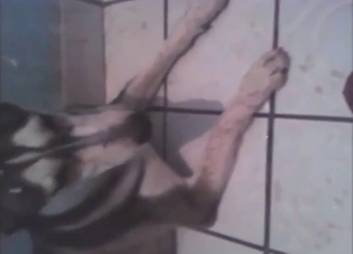 Bestiality sex with a Husky sucking his meaty cock