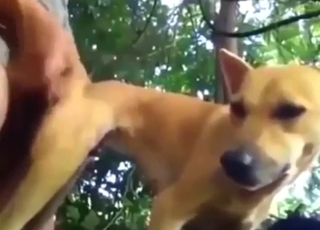 Bestiality porn with a dog that takes dick outside