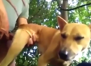 Bestiality porn with a dog that takes dick outside