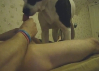 Zoo porn with a gay dog that sucks fat cock