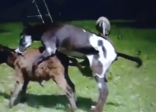 Zoophile porn with a donkey that looks sexy