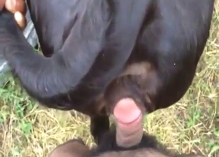 Zoo XXX with a black dog that gets punished