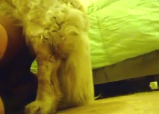 Zoophile taking dog's knot from behind, deep