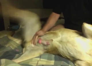 Zoo sex showing a nice handjob, horny guy