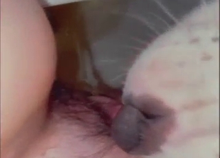 Zoo sex with a pissy pussy and dog who licks