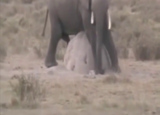 Elephant solo porn with hot-ass masturbation