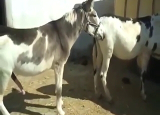 Donkey fuck scene with plenty of outdoor action