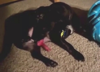 Black dog enjoys sucking dog's cock and balls