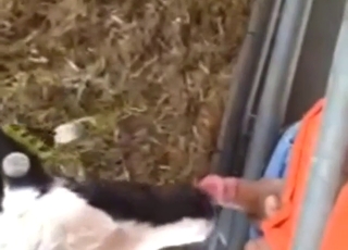 Zoo bestiality porn with calf sucking strange cock