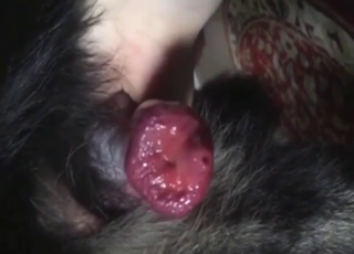 Every zoophile should watch this dog cumshot