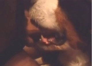 Dog gives good blowjob to hot guy who moans