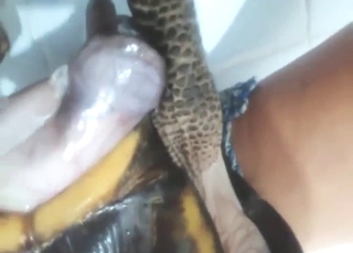 Turtle cock show featuring a close-up cock shot
