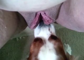 Furtive and twisted animal oral fetishes satisfied