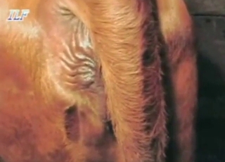 Brown mare's wet pussy exposed before fucking