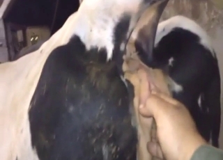 Fisting fucker is going to punch-in that cow vag