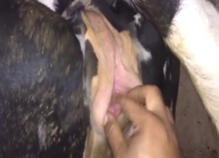 Fisting fucker is going to punch-in that cow vag