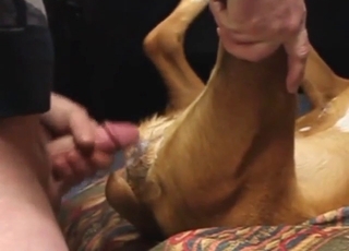 Hard, fast fuck with a guy dominating a dog vag