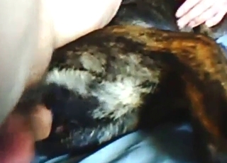 Dude pounds that dog until it feels numb