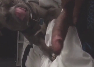 Guy's cock is going to get licked by a sexy dog