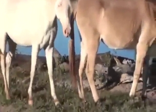 Big horse hole fucked by another, looks happy