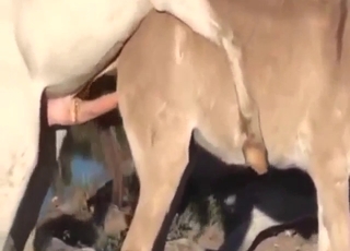Big horse hole fucked by another, looks happy