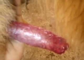 Dog cock is going to be showcased, not sucked