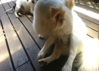 Dog jerking off on the porch just for fun of it