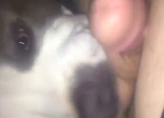 Gay dog chooses to suck that tasty dick on cam