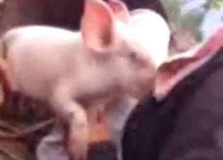 Small pigs are sucking on those juicy tits