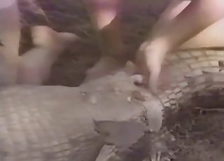 Kinky zoophiles are fucking with a crocodile - Amateur Zoofilia